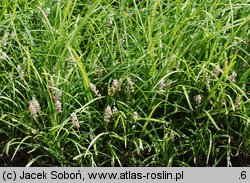 Liriope spicata (liriope kłosowate)