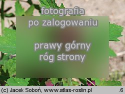 komosa olbrzymia (Chenopodium giganteum)