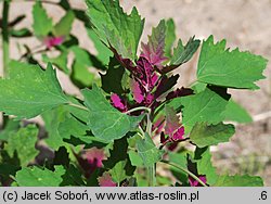 Chenopodium giganteum (komosa olbrzymia)