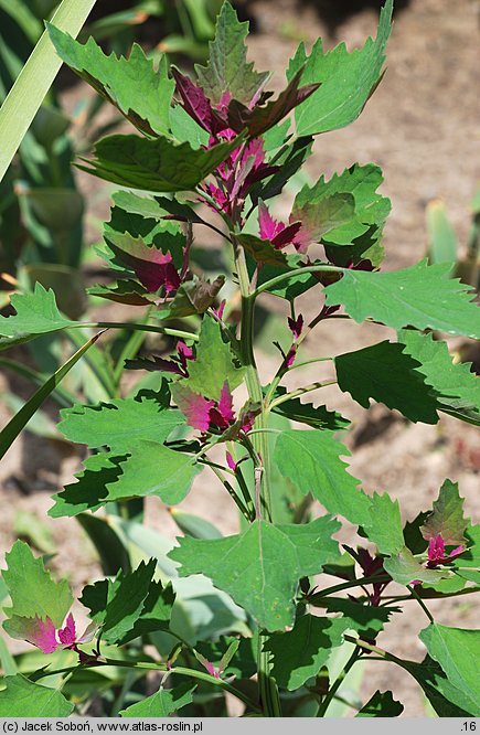 Chenopodium giganteum (komosa olbrzymia)