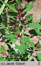 Chenopodium giganteum (komosa olbrzymia)