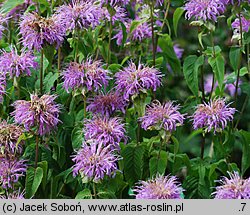 Monarda didyma (pysznogłówka szkarłatna)