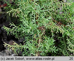 Artemisia rupestris