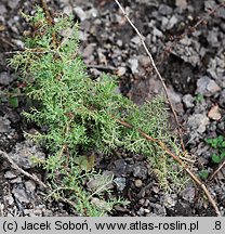 Artemisia rupestris