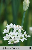 Allium tuberosum (czosnek bulwiasty)