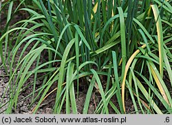 Allium tuberosum (czosnek bulwiasty)