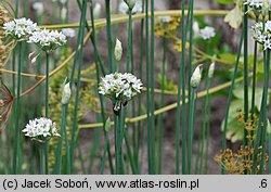 Allium tuberosum (czosnek bulwiasty)