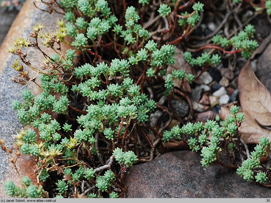 Sedum urvillei (rozchodnik Sarteriusza)