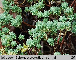 Sedum urvillei (rozchodnik Sarteriusza)