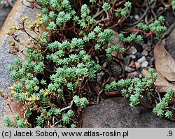 Sedum urvillei (rozchodnik Sarteriusza)