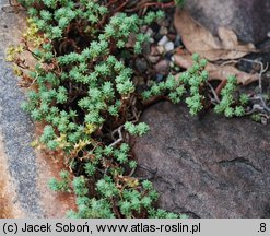 Sedum urvillei (rozchodnik Sarteriusza)