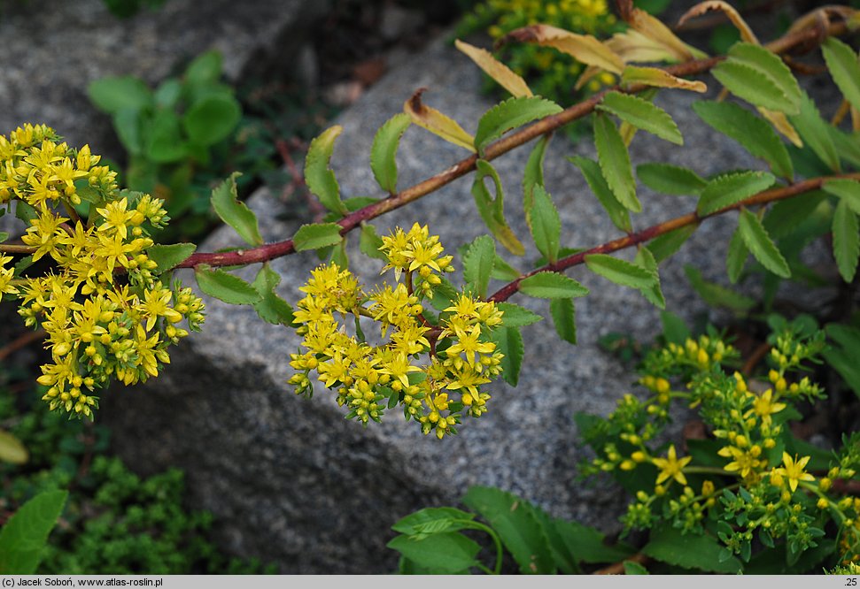 Phedimus selskianus (rozchodnik Sielskiego)