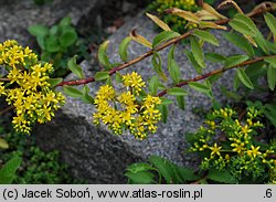 Phedimus selskianus (rozchodnik Sielskiego)