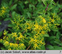 Phedimus selskianus (rozchodnik Sielskiego)