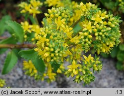 Phedimus selskianus (rozchodnik Sielskiego)