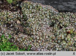 Sempervivum pseudo-arachnoideum