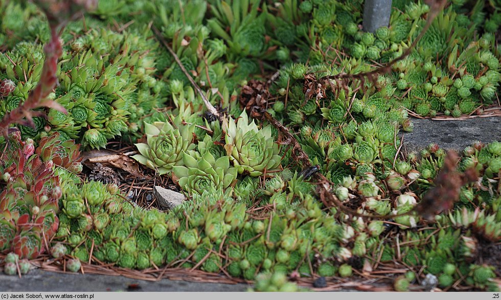 Sempervivum pumilum (rojnik drobny)