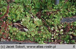 Sempervivum pumilum (rojnik drobny)