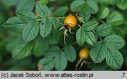 Rosa spinosissima (róża gęstokolczasta)