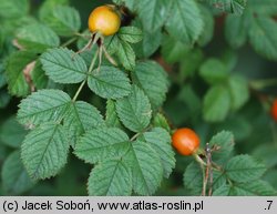 Rosa spinosissima (róża gęstokolczasta)