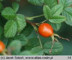 Rosa spinosissima (róża gęstokolczasta)