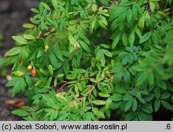 Rosa davurica (róża dahurska)