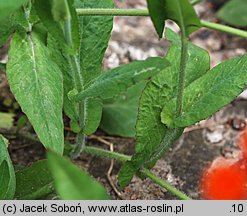 Emilia coccinea (emilia szkarłatna)