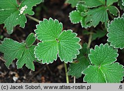 Potentilla megelantha (pięciornik wielkokwiatowy)