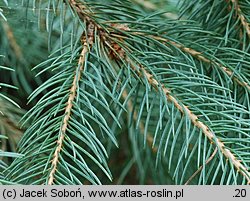 Picea engelmannii