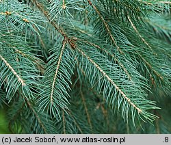 Picea engelmannii