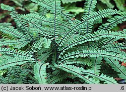 Adiantum pedatum (niekropień stopowaty)