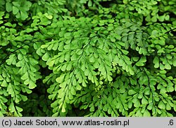 Adiantum venustum (niekropień wdzięczny)