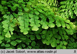 Adiantum venustum (niekropień wdzięczny)