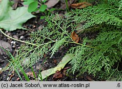 Onychium japonicum (onychium japońskie)