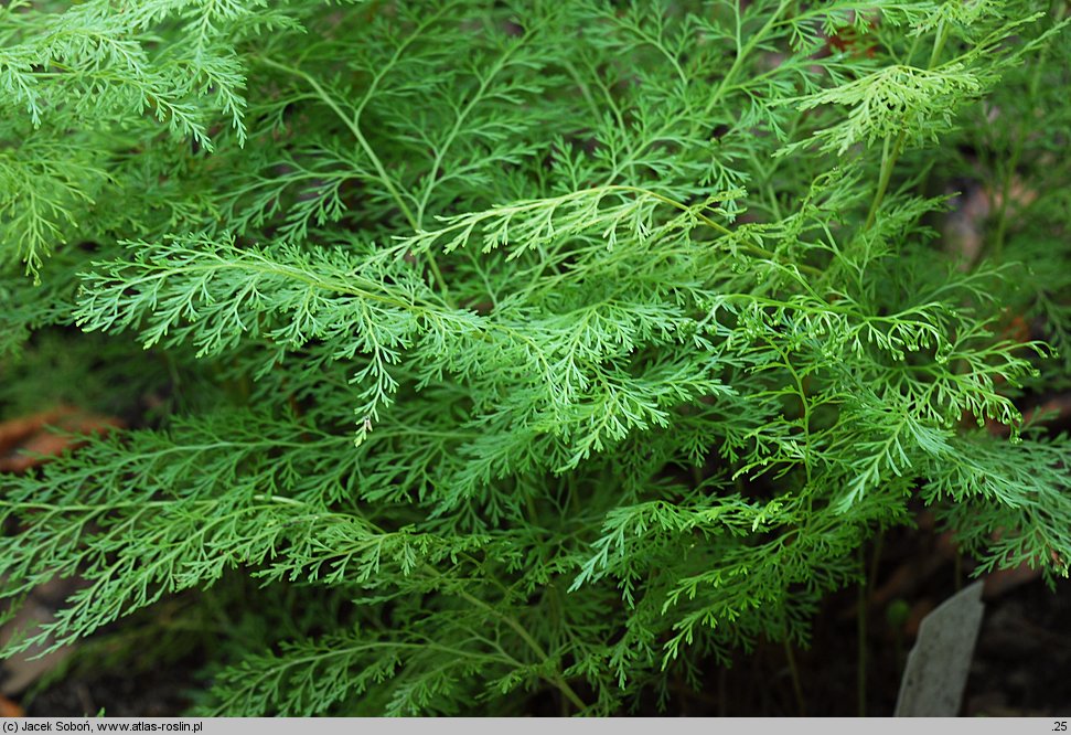 Onychium japonicum (onychium japońskie)