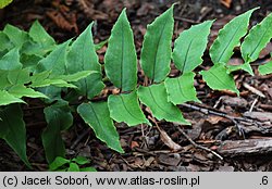 Polystichum falcatum var. fortunei