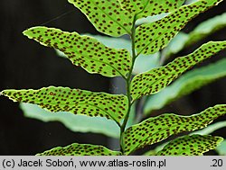 Polystichum falcatum var. fortunei