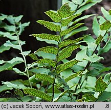 Polystichum falcatum var. fortunei