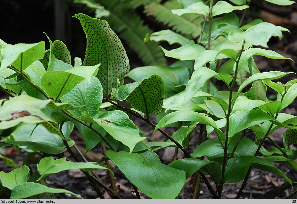 Polystichum macrophyllum (paprotnik wielkolistny)