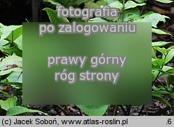 Polystichum macrophyllum (paprotnik wielkolistny)
