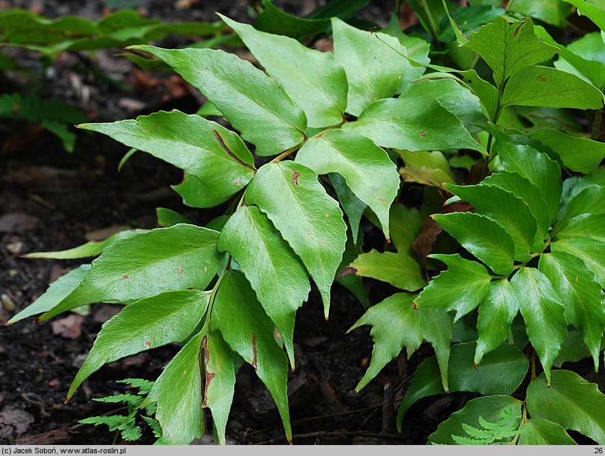 Polystichum falcatum (paprotnik sierpowaty)