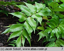 Polystichum falcatum (paprotnik sierpowaty)