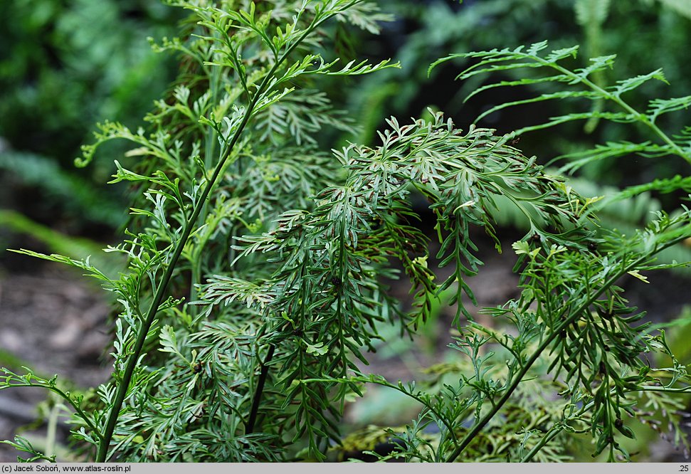 Asplenium bulbiferum (zanokcica bulwkowata)