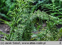 Asplenium bulbiferum (zanokcica bulwkowata)