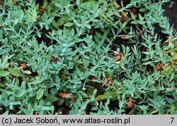 Hypericum cerastoides (dziurawiec rogownicowaty)