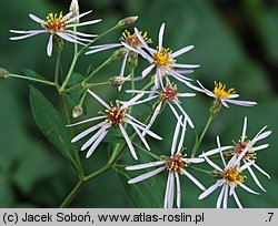 Aster cordifolius