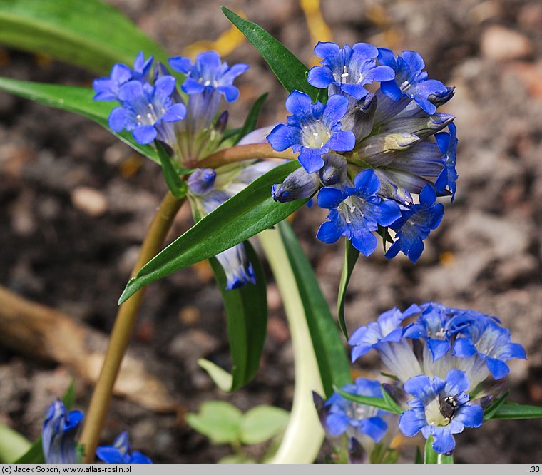 Gentiana dahurica