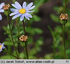 Aster diplostephioides