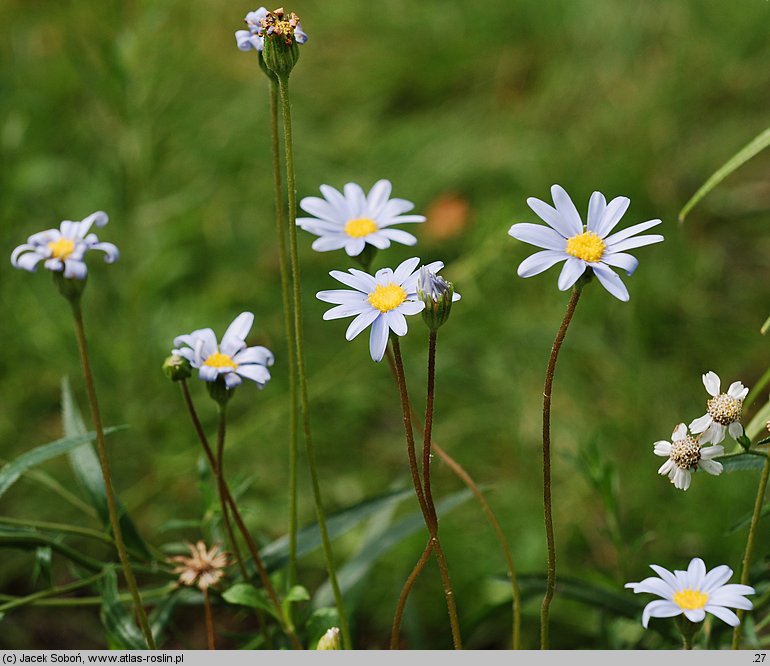 Aster diplostephioides