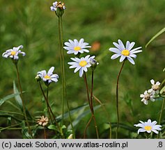 Felicia amelloides (felicja gawędkowa)